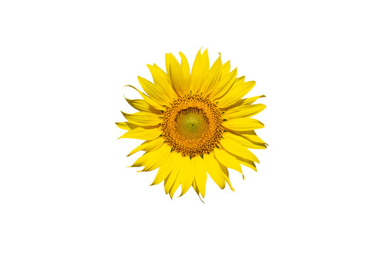 Sunflower isolated on a white background. with clipping path.
