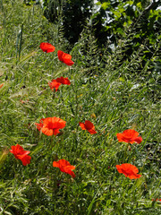 Poppies flowering in Ronda Spain