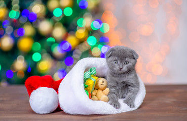 Funny baby kitten sits in red santa hat with gift boxes and toy bear with Christmas tree on background