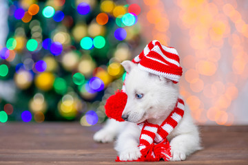 White husky puppy liyes and looks away on empty space with Christmas tree on background. Empty space for text