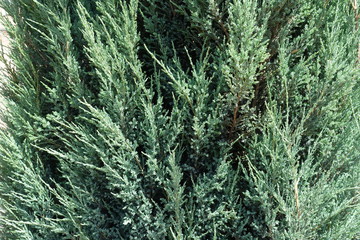 Foliage of Juniperus virginiana Blue Arrow in June