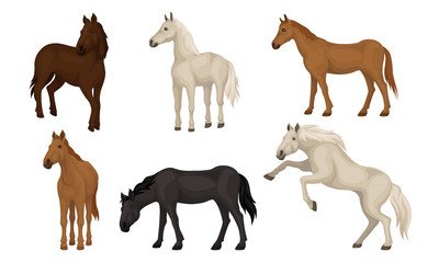 Horse Breeds Set, Beautiful Horses of Different Colors Vector Illustration