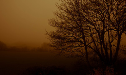 Hintergrundbild, Baum im November