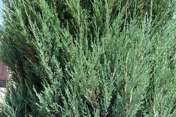 Lush foliage of Juniperus virginiana Blue Arrow in June