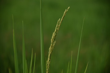 Fototapeta na wymiar the ears of rice on the green field background