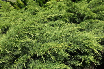Lime green foliage of juniper in May