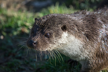Otter at the British Wildlife Centre