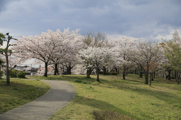 Fototapeta na wymiar 桜並木　満開の桜並木　満開の桜　サクラ風景