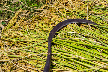 Harvested by hand in the Thai countryside, paddy seeds.