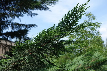 Close shot of foliage of Lawson cypress against blue sky