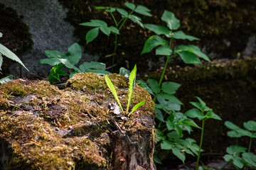 Old stump covered with moss, soft focus