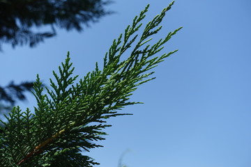 Leaves of Lawson cypress against blue sky in June