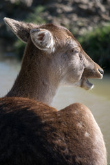 Fototapeta premium Fallow Deer (dama dama)