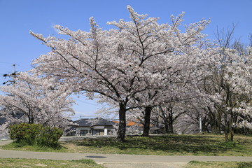 Fototapeta premium 桜並木 満開の桜並木 満開の桜 サクラ風景
