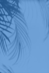 Summer travel concept. Shadow of exotic palm leaves is laying on monochrome color background. Banner with copy space. Trendy blue and calm color. © jchizhe