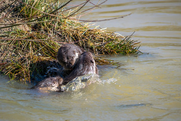Eurasian Otter (Lutra lutra) in natural habitat