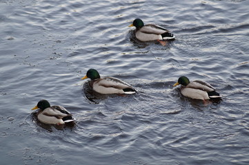 two ducks on the lake