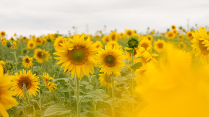 sunflowers. Field of bright yellow flowers. 