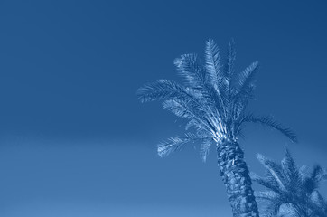 Palms with colorful pop art effect. Vintage stylized photo with light leaks. Summer palm trees over monochrome color sky. Copy space. Trendy blue and calm color.