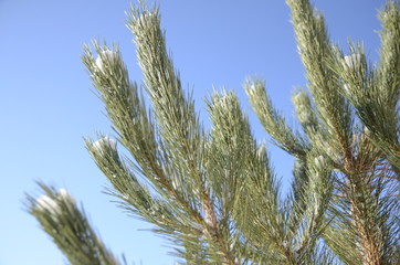 Winter day. December. Against the blue sky, snow-covered branches of fresh green pine.