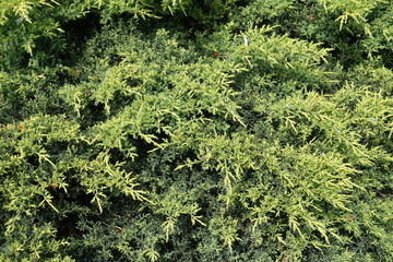 Yellow and green foliage of Juniperus squamata in May