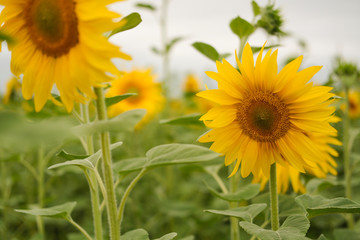 field of sunflowers. Selective focus. 