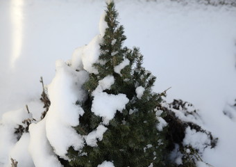 Winter, holiday. December. Green fragrant junipers are covered with white fluffy snow.