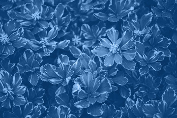Green leaves texture. Trendy blue and calm color. Tropical leaf in monochrome color background. Banner. Top view