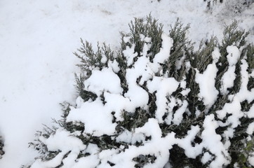 Winter, holiday. December. Green fragrant junipers are covered with white fluffy snow.