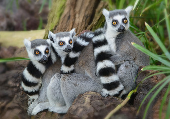 Striped Tailed Lemurs