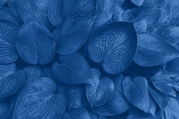 Nature concept. Top view. Green leaves texture in monochrome color. Trendy blue and calm color....