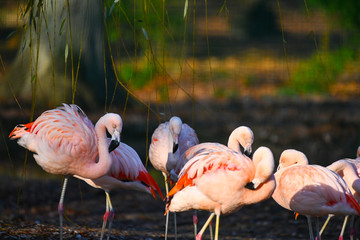 Flamants roses