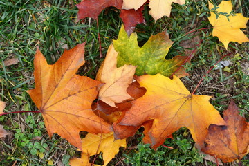 Fallen Autumn Leaves on the grass