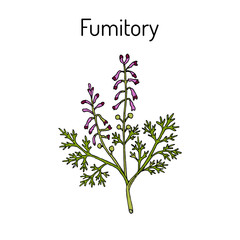 Fumitory Fumaria officinalis , or Earth smoke, medicinal plant