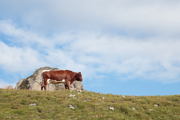 Mucca