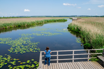 Fototapeta premium Federsee Bad Buchau