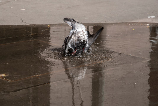 Alone Pigeon bird dipper dipping in shallow water from the ground, The image was taken in frozen action.