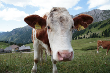 Mucca