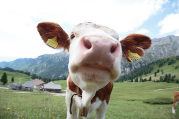 Mucca