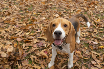 Happy Dog on the walk in the park. Show dog of breed of beagle on a natural background autumn...