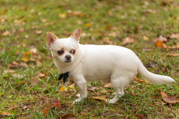 Image of the white chihuahua wearing a bow tie. Photo of a dog in autumn park. Pet, puppy