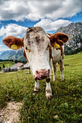 Mucca
