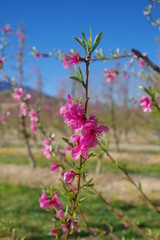 Fototapeta premium fleurs rose de pêchers en fleurs arbre fruitier