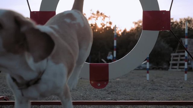 two-colored pet jumps into the ring at competitions. dog breed Beagle smooth coat competing in an agility trial jumping through tire jump during sunset in the Park. concept: healthy animal lifestyle