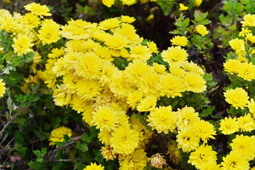 A close up photo of a bunch of yellow chrysanthemum flowers. Chrysanthemum pattern in flowers park. Cluster of yellow chrysanthemum flowers.