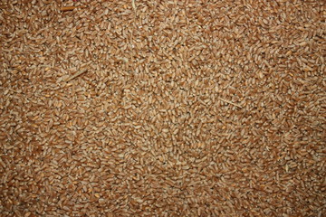 Background, texture with ripe wheat grains all over the field photo with one straw and a small ear