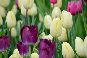 Obraz premium Beautiful multi-colored tulips bloom in a city flowerbed. Early spring flower