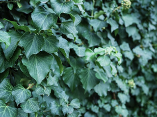 Fototapeta premium Background from green ivy leaves. Natural forest background, selective focus on the leaves. Close-up. Natural background.