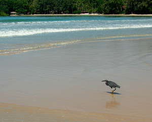 A bird stalking fish in the sea on the beach in Thailand