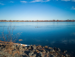 Paddling ducks in the Columbia River with blue skies and clouds on a sunny morning in Kennewick-Pasco Washington